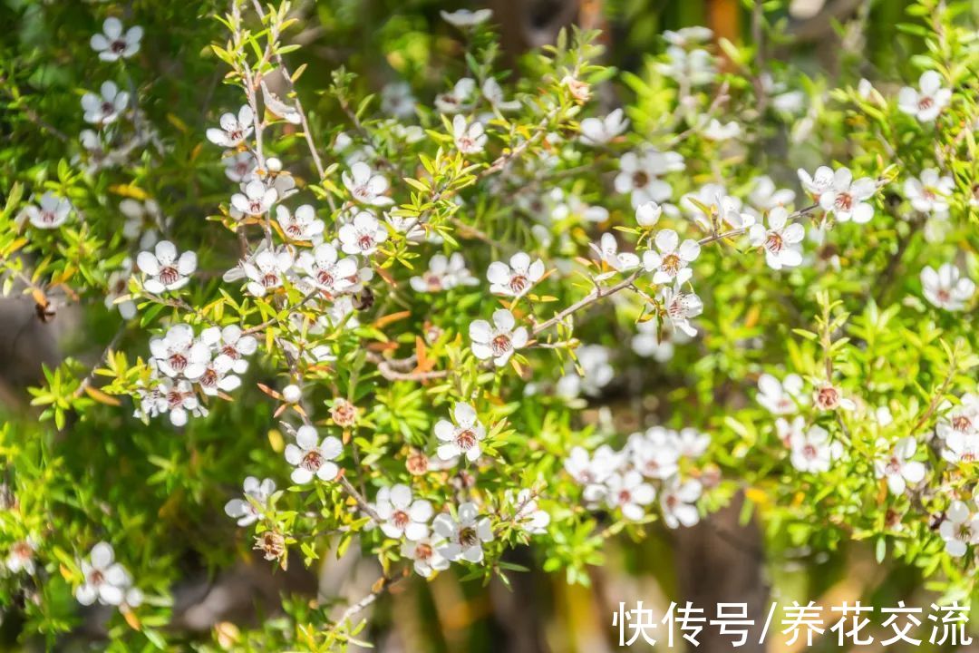 松红梅|松红梅能花开半年，花叶清香，但你家真的适合养吗？