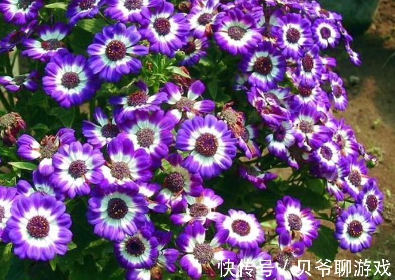 11月逛花市,8种花别错过,随便一养都能开爆盆,适合新手花友