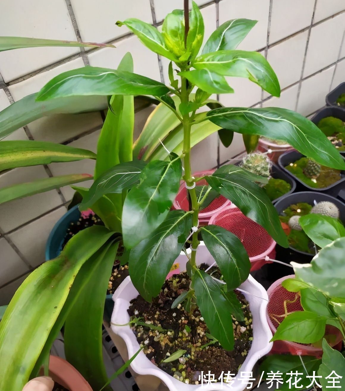 马齿苋花|山东马齿苋老桩，年年开花像小树，网友直呼：假的吧