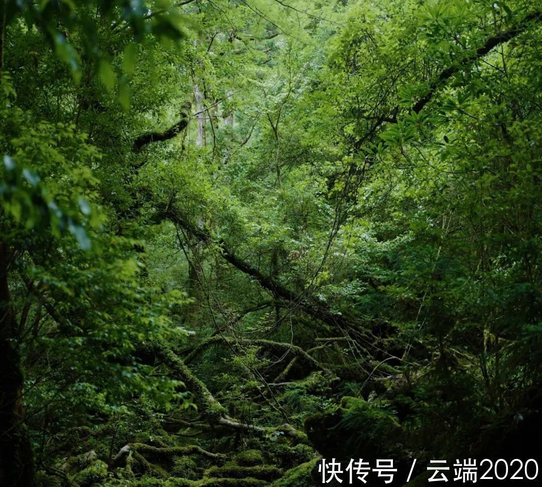 吉卜力|名美美术教育:请问有无吉卜力动画迷?点进来看看!