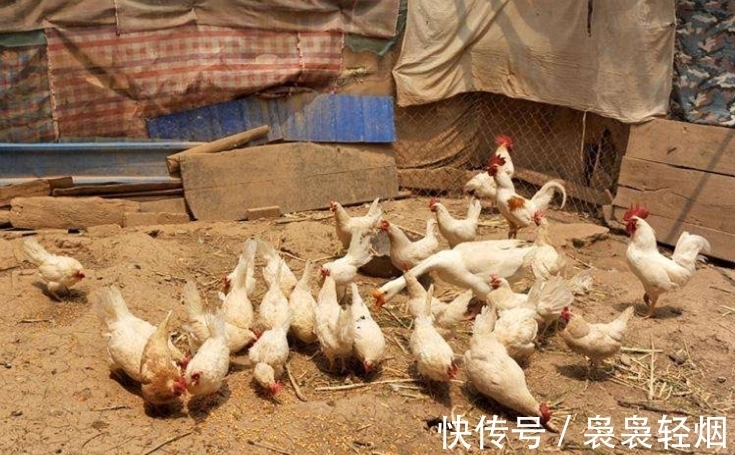 危勇&老农仿《咏鹅》写下《咏鸡》,全诗仅18个字,却斩获国家级文学奖