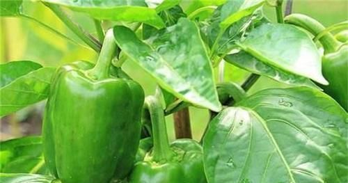 滋肝润肺|谁吃谁好的食物,推荐大家常吃,排毒养颜,滋肝润肺,改善体质