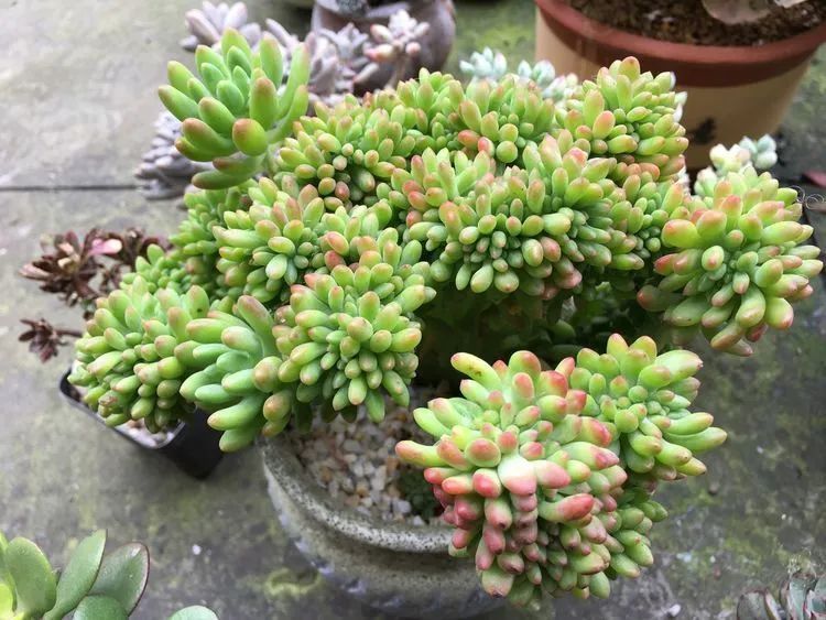 养多肉会上瘾，3年养了500多盆，既美化了环境又愉悦了心境！