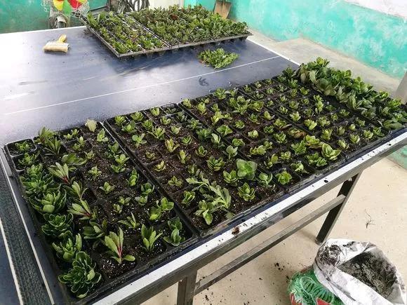 花钱买了大老桩，越养越不开花，试试这个方法，复壮开爆盆