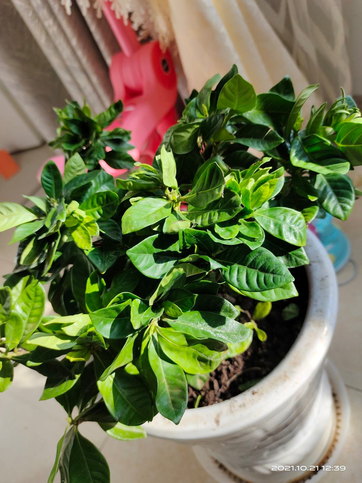 5种花现在别换盆，掉花落叶没商量，一不小心只剩光盆