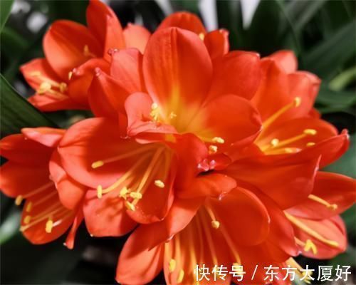 根肥|养君子兰,没事喂点“小零食”,叶绿根肥,花又大又艳