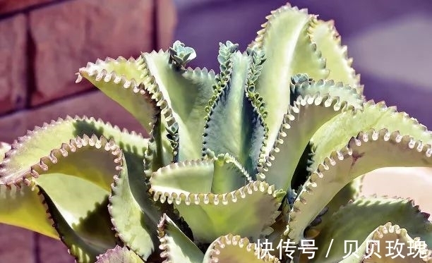 长寿花不好养,这样嫁接,以后不烂根,不黑腐,花开多爆盆