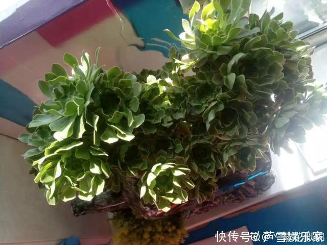 叶子|这种多肉,越浇水越丑,不浇水反而胖成球