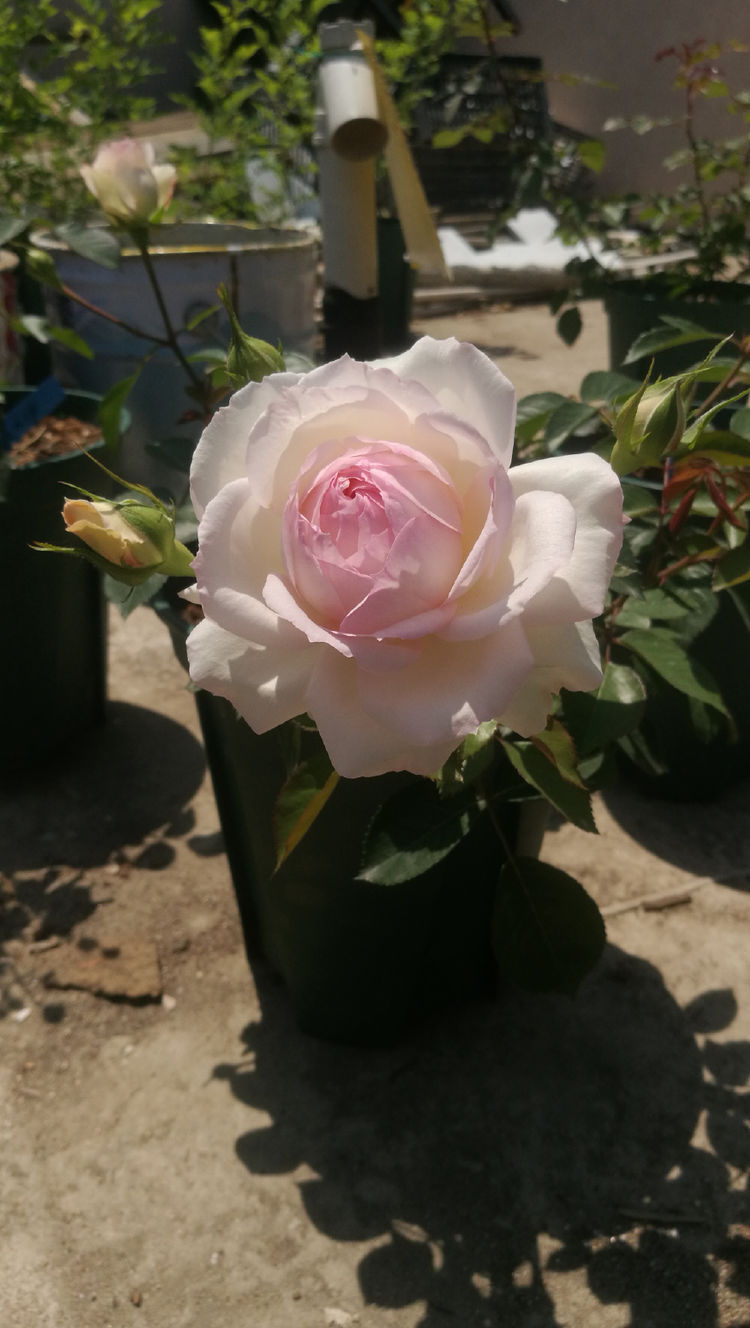 喜欢月季，不如养珍稀花卉”火柴“拔克西木，形似火柴，十分稀奇