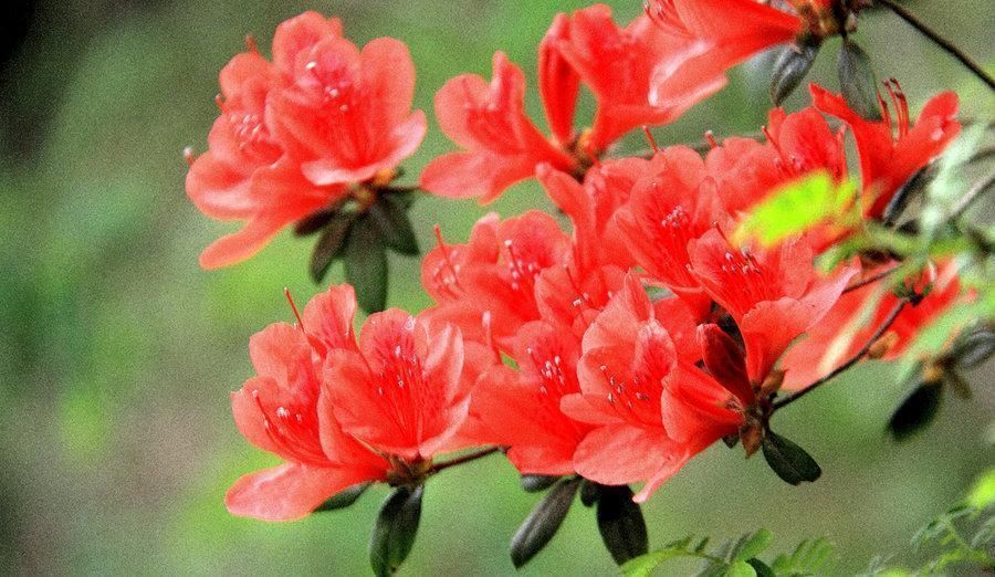 盘点9种名贵花草，每一种都高贵优雅，看看有你喜欢的吗？