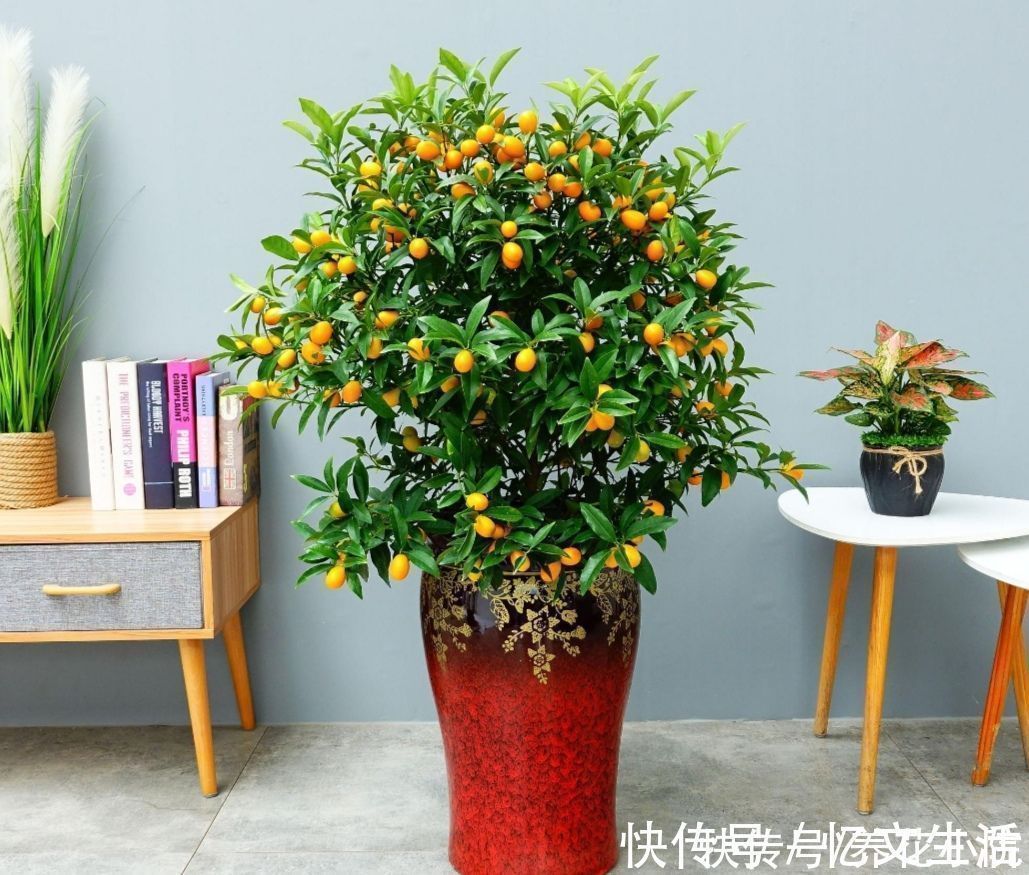 养花不如养树，5种“富贵树”，摆在家里招财又旺宅