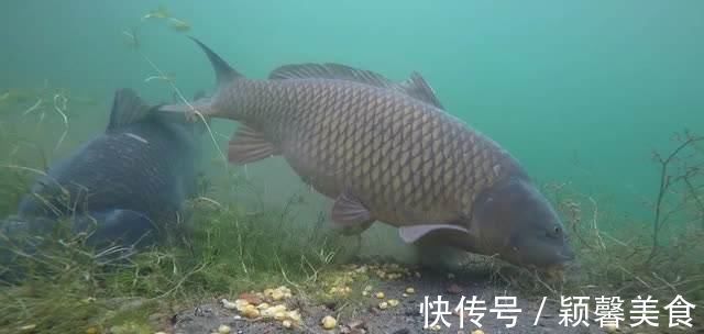 野钓实战探讨，短子线和长子线之间，哪一种优势更大