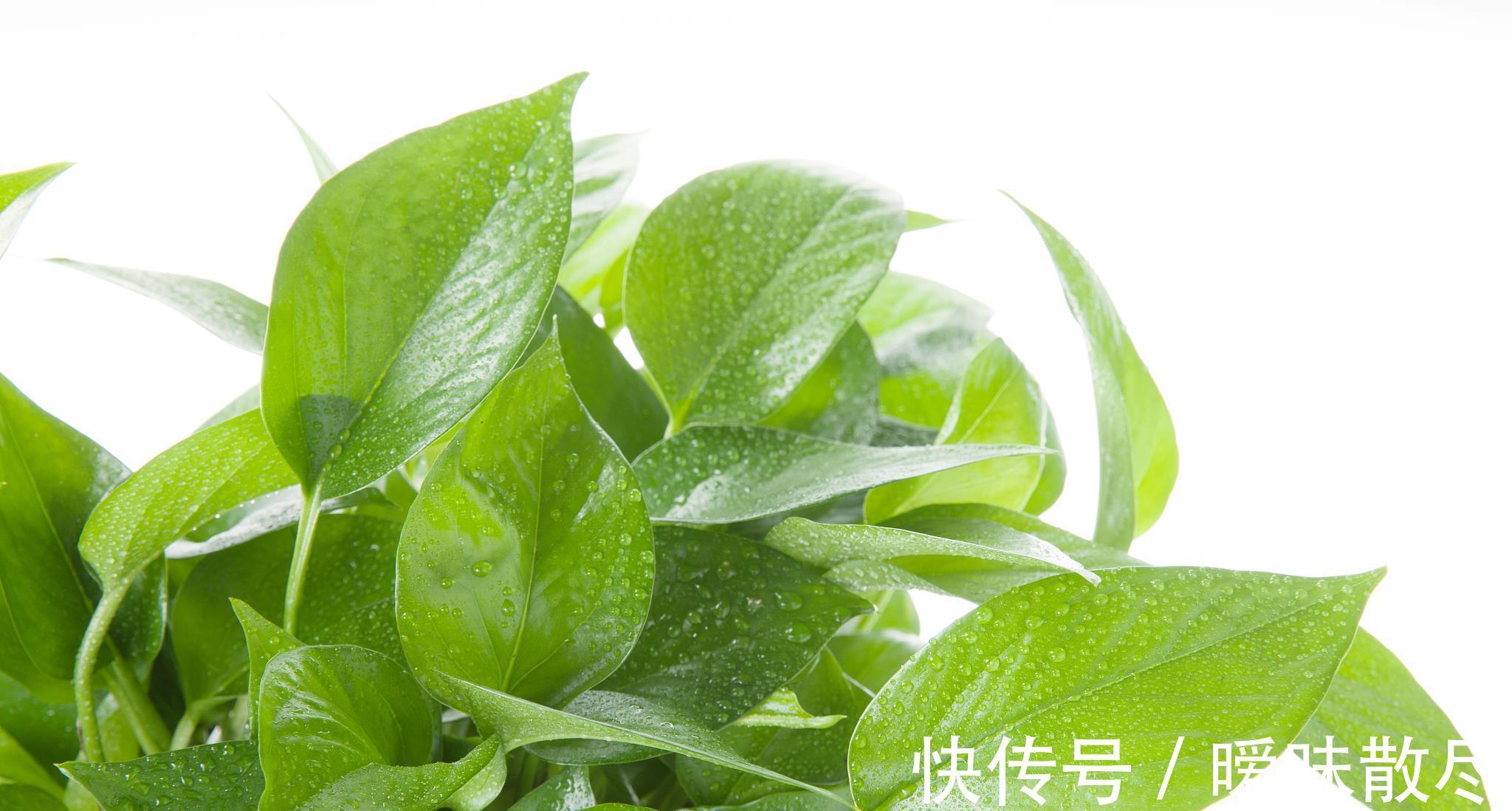 花友|容易被“误杀”的7种花,汲取教训,才能养好