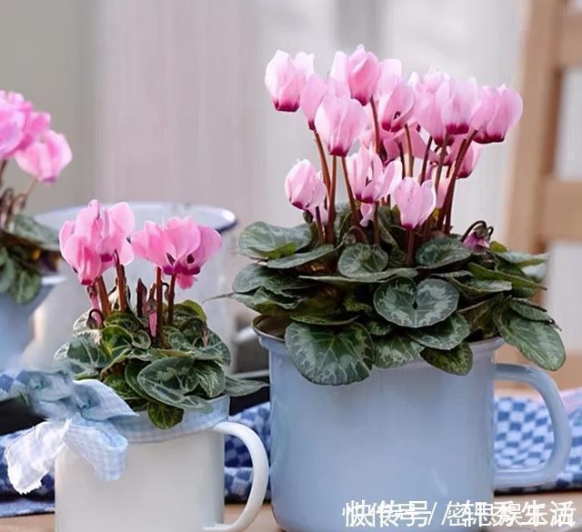 仙客来|被称为“夏必死”的8种花,我却喜欢买一些,因为能“省”不少钱
