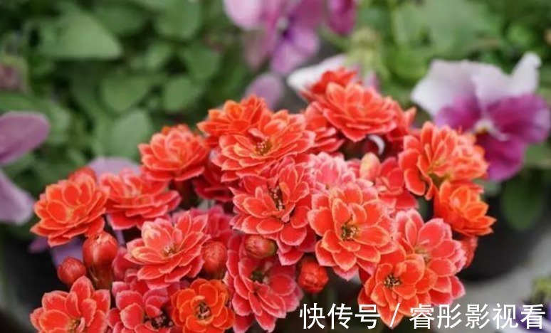 湿润|又到长寿花扦插季节,做好“2选3足”,15天长满白根!