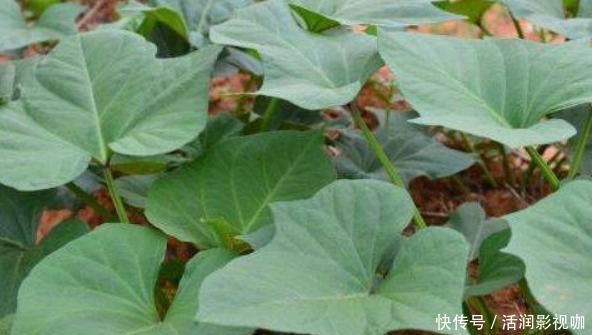 食物|八月养生正当时,女人多吃以下食物,补血养气,补充营养