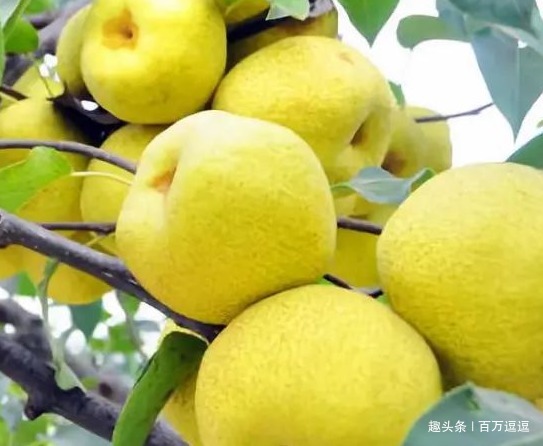 补血|常吃4种水果,益气补血,对胃有保护作用哦!身体也棒棒的