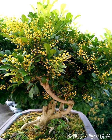 米兰开花香味足,养花“新手”都喜欢,但花朵上的“水珠”莫忽视