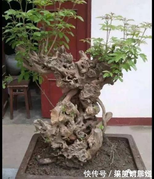 盆景|农村大爷不养花,用山上黄荆做成盆景,更具观赏性
