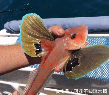 长出|男子钓获奇特蝴蝶鱼,两边身侧长出翅膀,美到令人窒息大开眼界