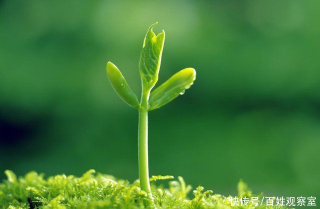 不太一样,这次,中央用了这个词