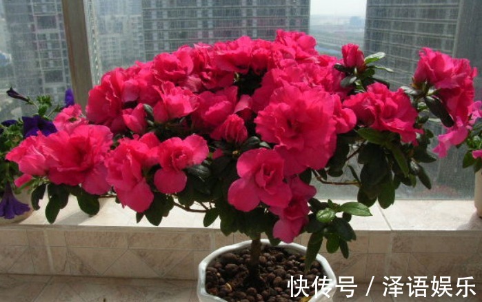此花堪比“开花机器”,美艳更胜杜鹃花,好养易活,四季都有花