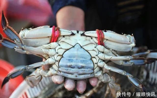 蒸螃蟹时,直接上锅蒸就废了多加这1步,蟹肉鲜嫩入味不流黄