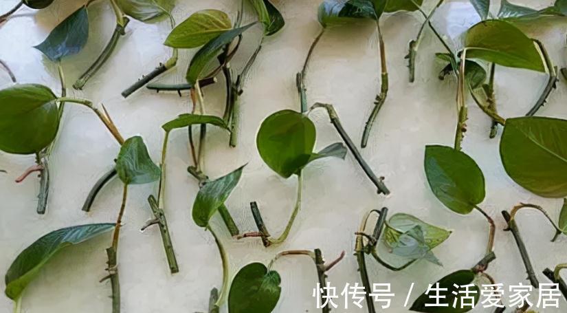 养花该怎么减少花销?扦插育苗,年年都能省下不少钱