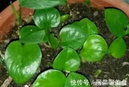 鸡蛋壳|过期的3种“药片”千万别扔,养花都是“宝”,邻居后悔知道晚