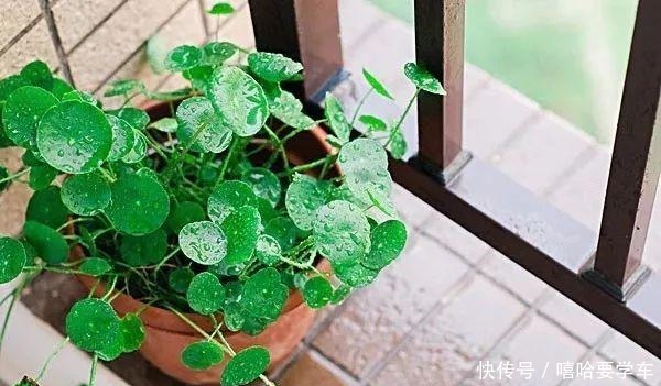 适合过年购买的8种招财植物,好看又吉祥!