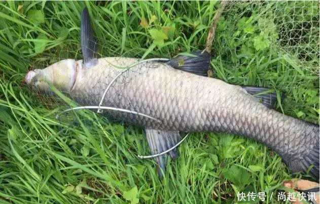 到了三伏天,我就只在这3个钓点下竿,气温再高也能接连上鱼