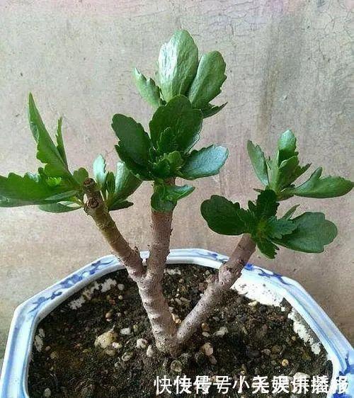 花苗越老越值钱这5种花的老桩,买了就上当