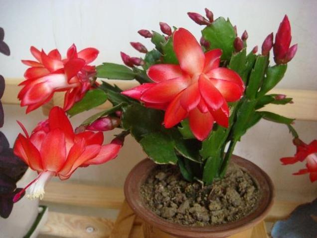 蟹爪兰怎么养才能开花蟹爪兰催花小妙招,养好了一年可开3次