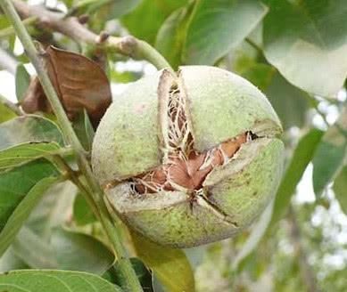 鹿茸片|男人越吃越精神, 提升雄激素的好东西, 男人平时要多吃