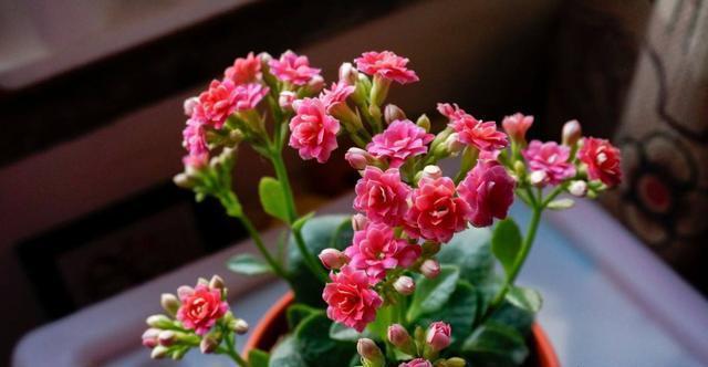 长寿花做好两个“关键点”,“花期”您来“掌控”,想让开就开!