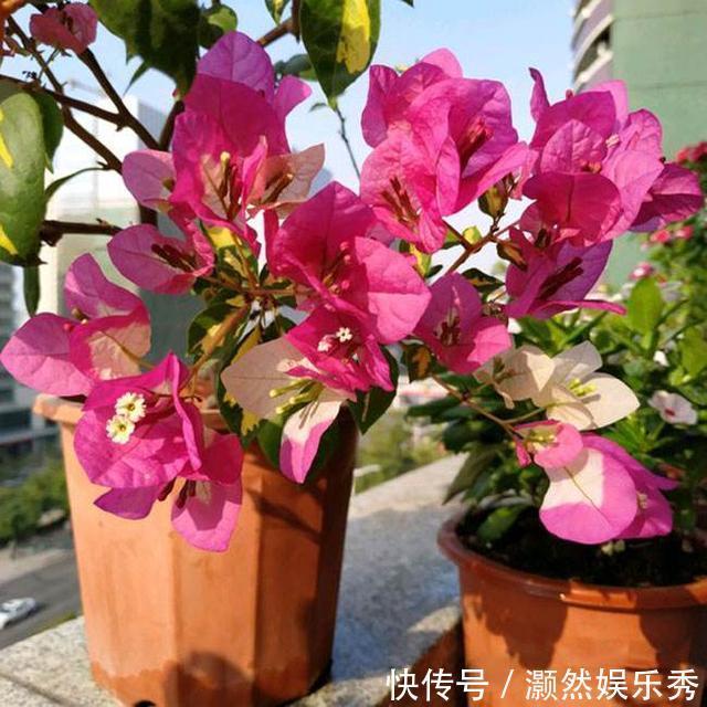 三角梅春天有“4喜”,做好了花叶一起窜,开满一树花