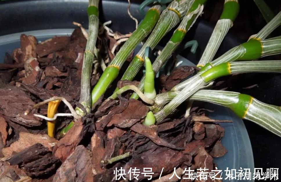 花草|给花草换盆时，偷偷塞些它，土壤更透气肥沃，植物不爱烂根