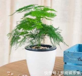 文竹|养盆文竹“困难户”，不发新芽不长个，改4个“毛病”一步窜新芽