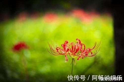 良缘|未来9天，桃花朵朵开，桃花星照耀，遇见百里挑一的良缘的生肖