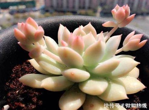 玫瑰|5款“玫瑰系”多肉，不仅颜值高，且好养活，新人也适合