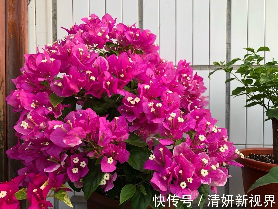 爆盆|让“三角梅”花开爆盆，学会1招“事半功倍”，30天花芽嗖嗖冒