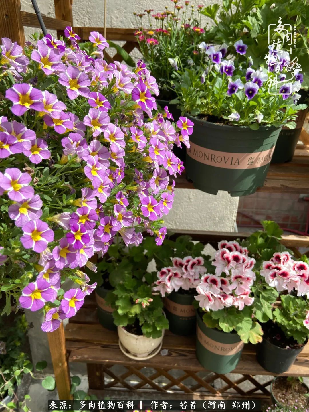 迷你小院儿，种满多肉、花草和蔬果，沉醉在自己的世外桃源！