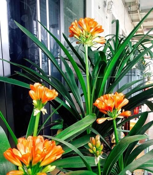 家养君子兰，用2种粉末、3种水，半年不用施肥，照样长得旺！