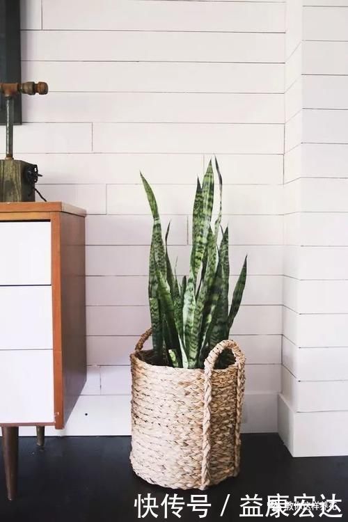 虎尾兰|客厅适合养的5种“耐旱花”,1个月不用浇水,反而爆盆!