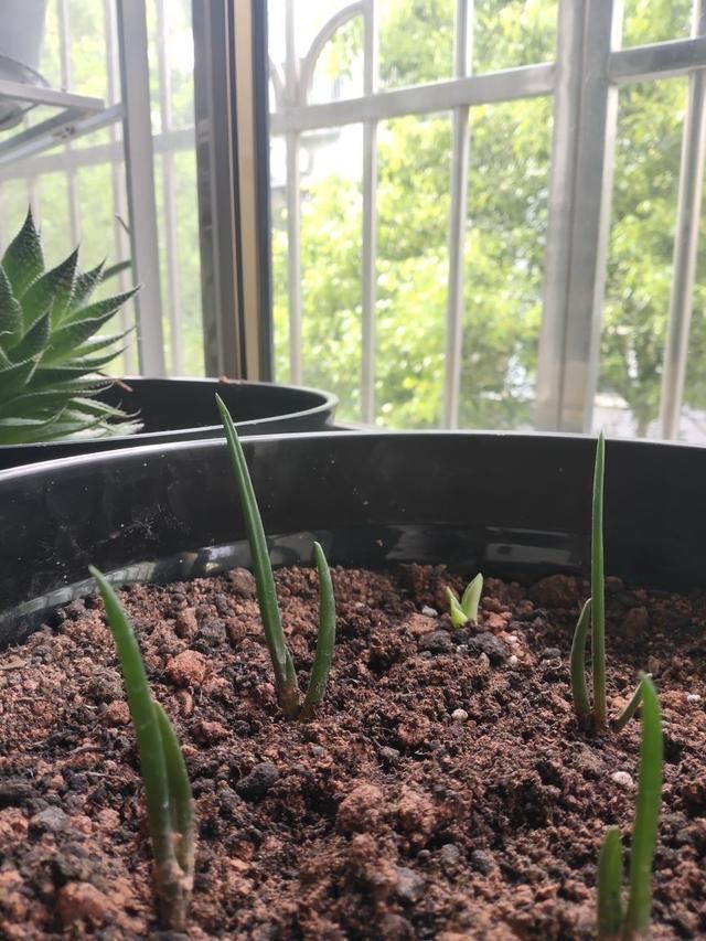 不烂|土里加点酸酸水,盆土软得像发糕,养花透气不烂根