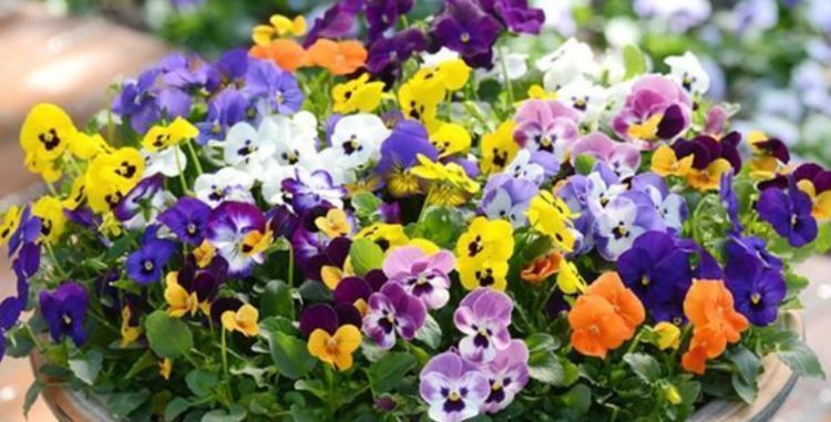 开花|4种便宜花,别小看,一开就是300多天,漂亮花期长,开成小花园