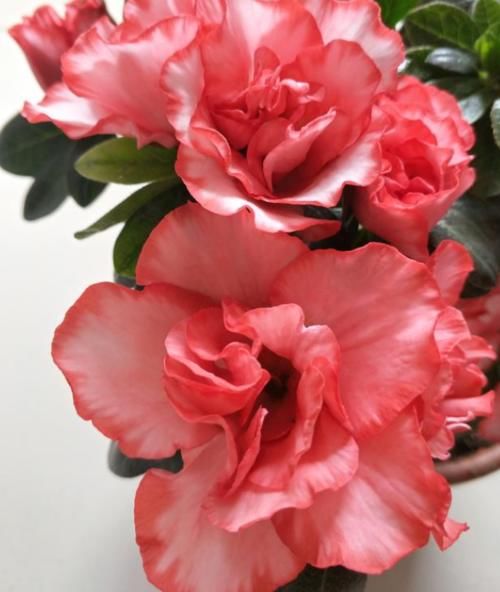 3种花养家里,开花又大又艳,比牡丹美,比绿萝好养!