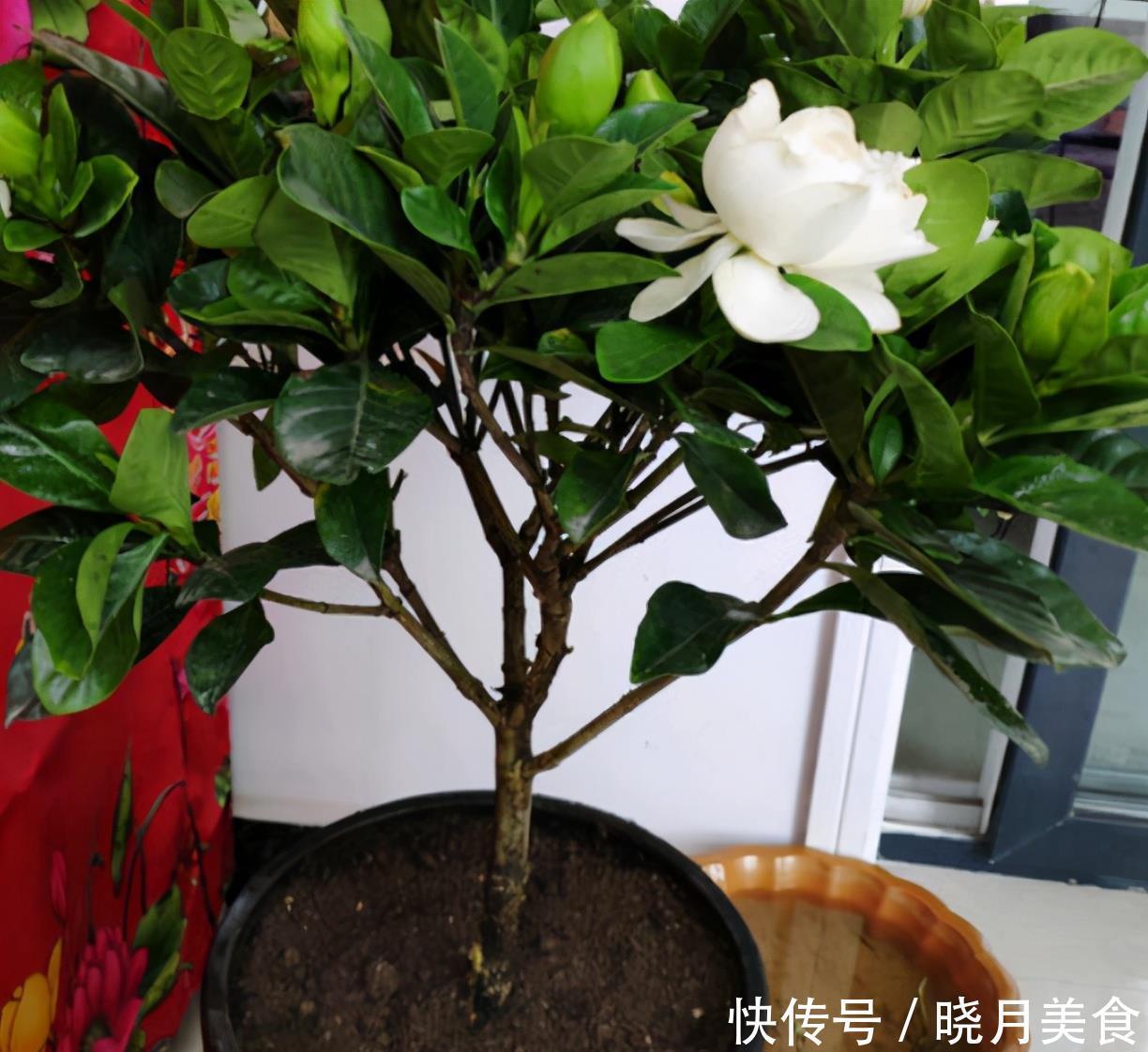 栀子花的花蕾开不了?做好一点,叶子水灵灵,花苞完美绽放