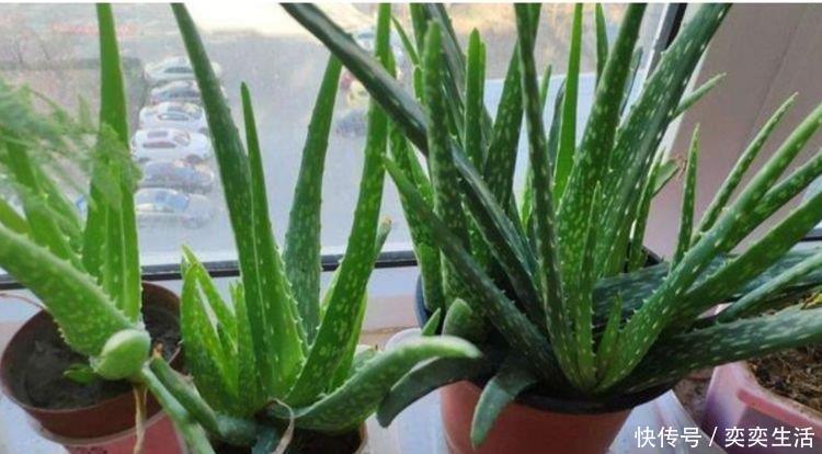 金苞花|4种花，漂亮又净化空气，人养花，花也养人，空气清新睡眠好！