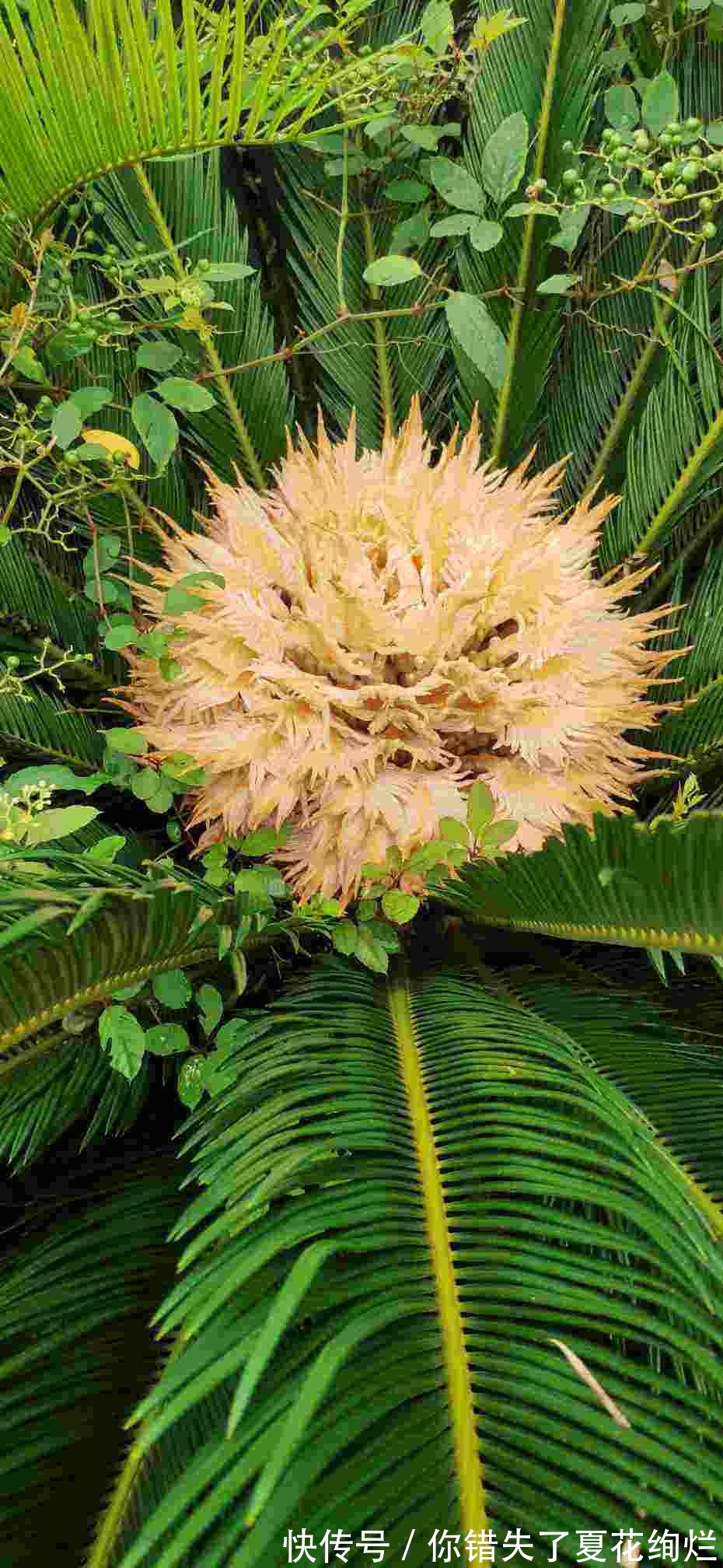 能活几十年的花，家里养一盆，还能养成传家宝